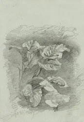 Study of a Plant